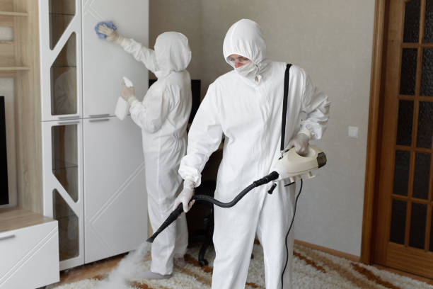 Mold Removal Process in Searingtown, NY