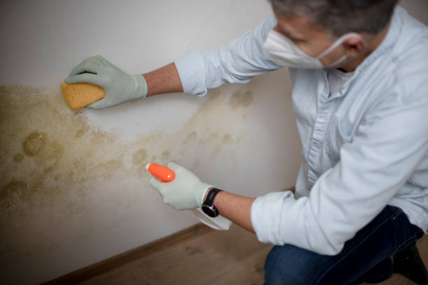 Attic Mold Removal in Searingtown, NY