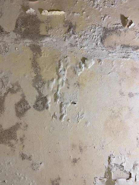 Best Black Mold Removal  in Searingtown, NY